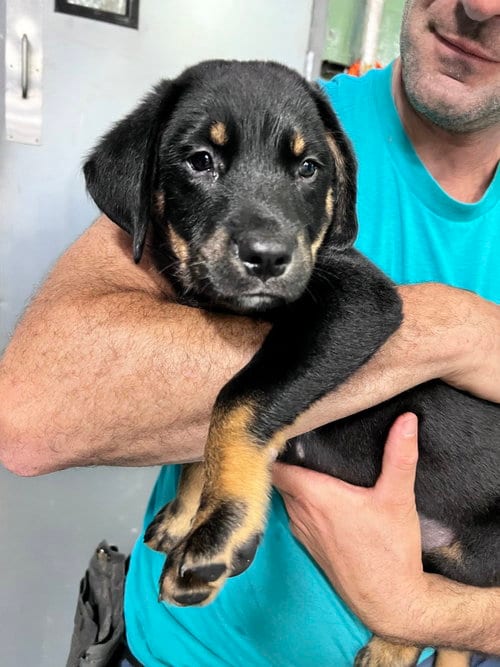 Photo of Namaste, adoptable Hound in Elmsford, New York