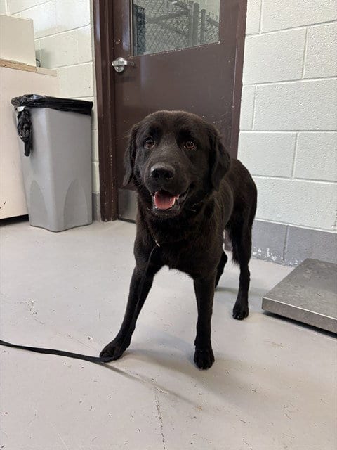 Photo of Baxter, adoptable Labrador Retriever in Corpus Christi, Texas