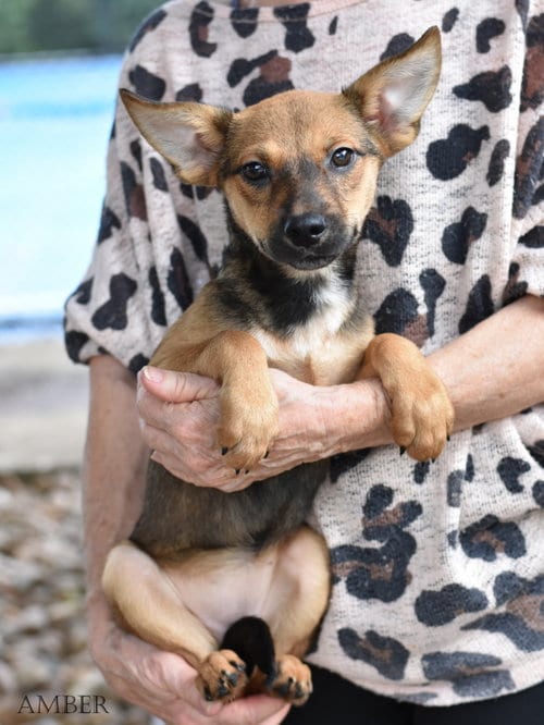 Photo of Amber, adoptable Border Terrier in Montgomery, Texas
