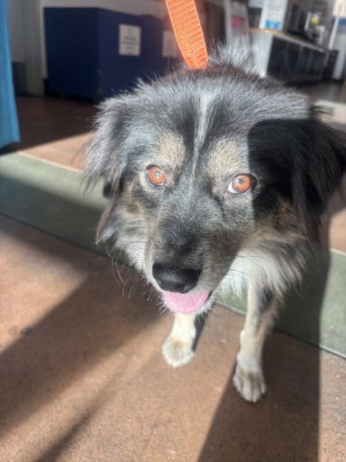 Photo of Hutch, adoptable Australian Shepherd in Van Nuys, California