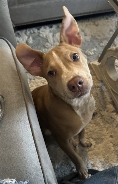 Photo of Charlie, adoptable American Pit Bull Terrier in Pasadena, Texas