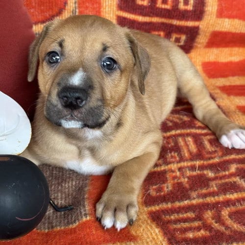 Photo of Justice Pup - Bail, adoptable Labrador Retriever in San Diego, California