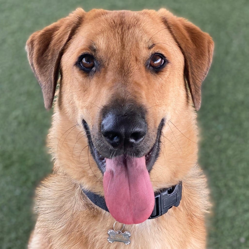 Photo of Mister, adoptable Shepherd, German / Mixed Breed (Large) in Riverside, California