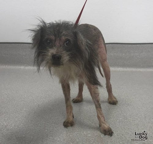 Photo of Patchy, adoptable Miniature Schnauzer in Washington, District of Columbia