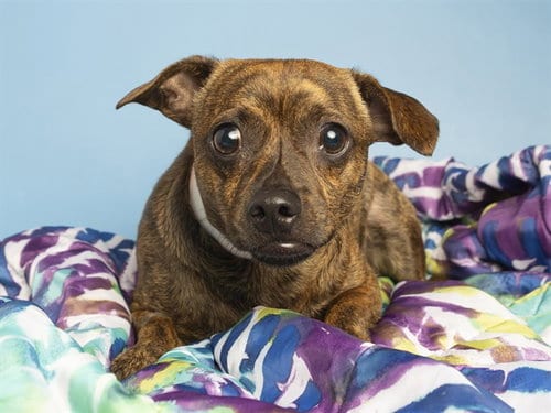 Photo of Oscar, adoptable Chihuahua in Phoenix, Arizona