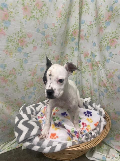 Photo of Riza, adoptable Boxer in Rosenberg, Texas