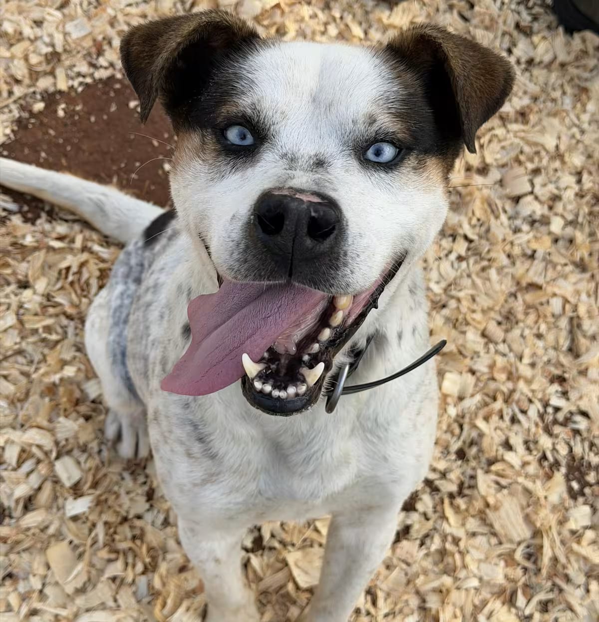 Photo of Dean, adoptable Cattle Dog in Roswell, Georgia