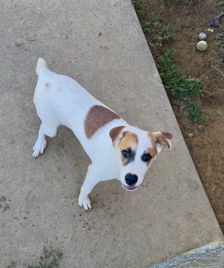 Photo of Flint, adoptable Hound in West Union, Ohio