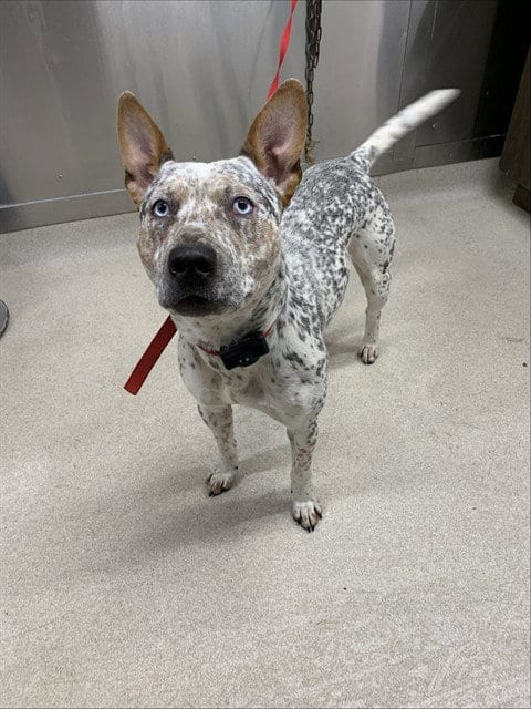 Photo of Chestnut, adoptable Pit Bull Terrier in Fairbanks, Alaska