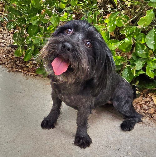 Photo of HAPPY Lil Ms Heloise ~ Schnoodle, adoptable Schnauzer in Albuquerque, New Mexico