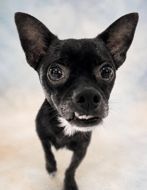 Photo of Willy, adoptable Chihuahua in Canton, Connecticut