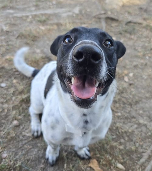 Photo of Jellybean, adoptable Australian Cattle Dog/Blue Heeler in Riverside, California