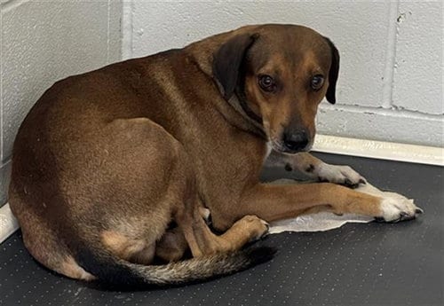 Photo of Benjamin, adoptable Rhodesian Ridgeback in Rosenberg, Texas