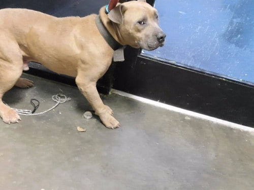 Photo of Bronze, adoptable Pit Bull Terrier in Tulsa, Oklahoma