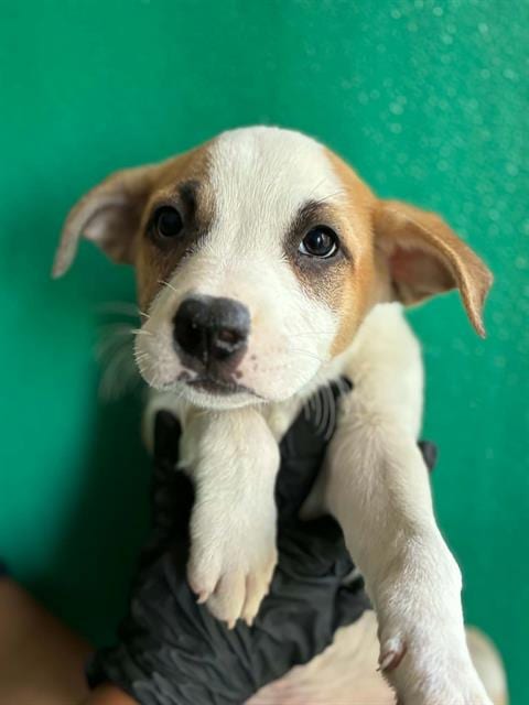 Photo of Roger, adoptable Queensland Heeler in Visalia, California