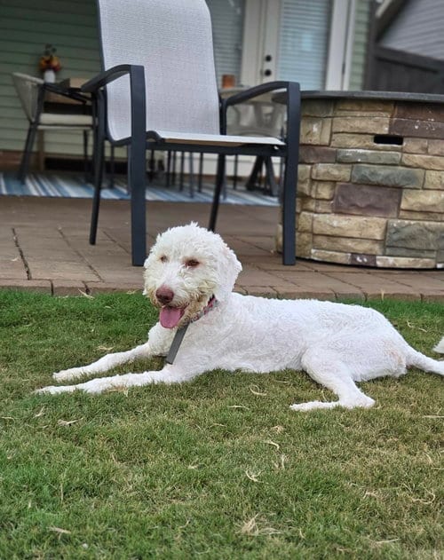 Photo of Lena, adoptable Poodle (unknown type) in Greenville, South Carolina