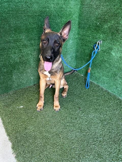 Photo of Chase, adoptable German Shepherd Dog in Lancaster, California