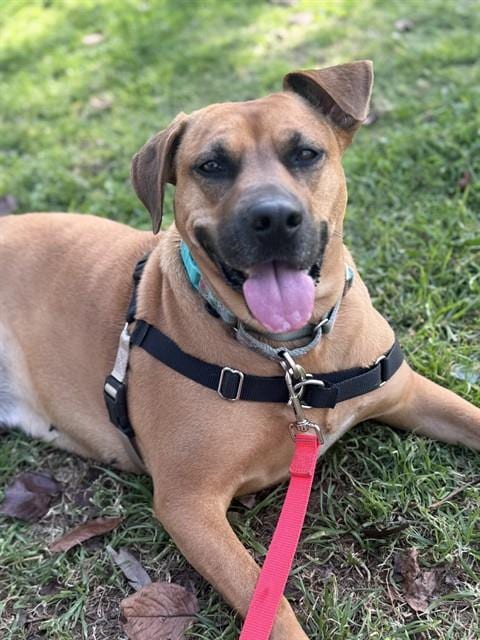 Photo of Nessy, adoptable Black Mouth Cur in Chula Vista, California