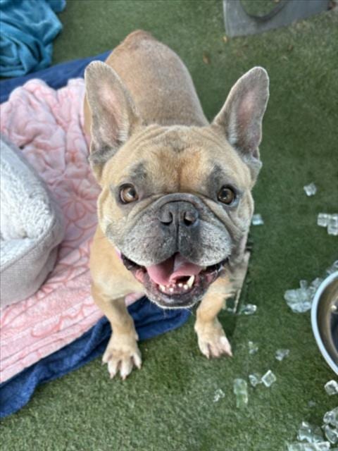 Photo of Schifo, adoptable French Bulldog in Los Angeles, California