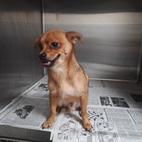 Photo of Scooby, adoptable Chihuahua in Los Angeles, California