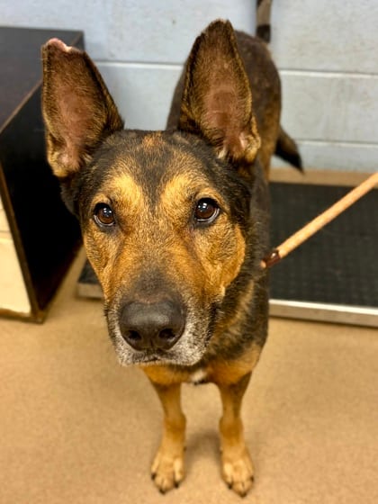Photo of Sandler, adoptable dog in Chamblee, Georgia