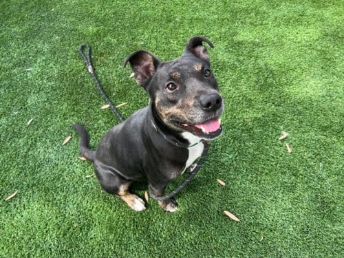 Photo of Beverly, adoptable Pit Bull Terrier in Los Angeles, California