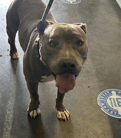 Photo of Bob, adoptable American Pit Bull Terrier in Los Angeles, California