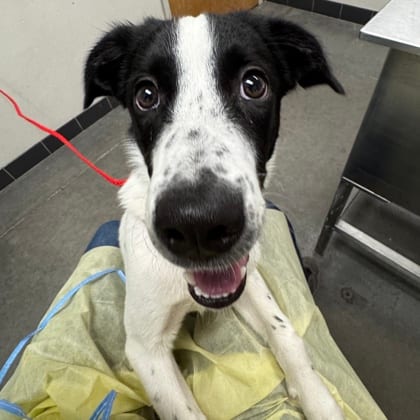 Photo of Audi, adoptable dog in Farmington, New Mexico
