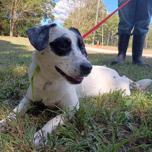 Photo of Tiny Hope, adoptable Australian Cattle Dog/Blue Heeler in Yardley, Pennsylvania