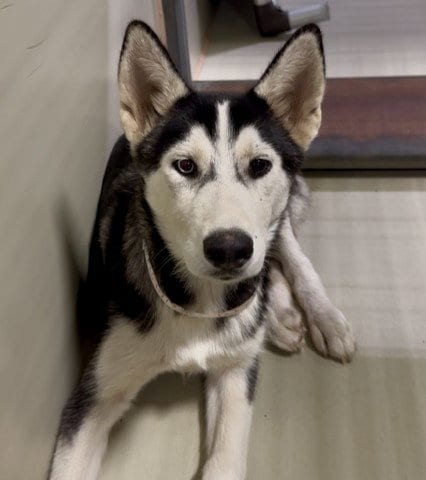 Photo of Ana Maye, adoptable Siberian Husky in Bakersfield, California