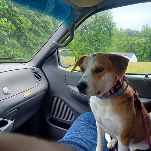 Photo of Haven, adoptable American Staffordshire Terrier in Holly Springs, North Carolina