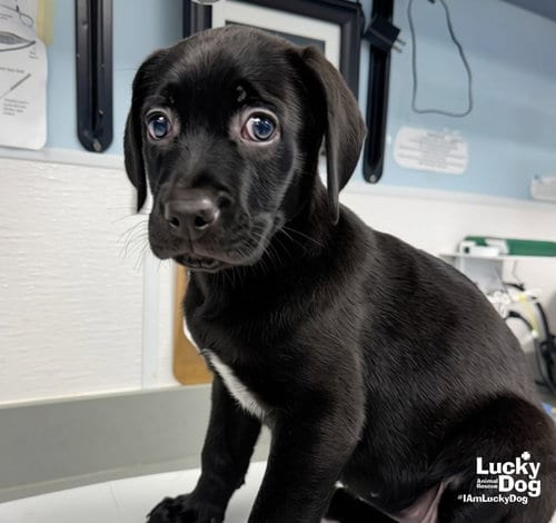 Photo of St. Martin, adoptable Labrador Retriever in Washington, District of Columbia