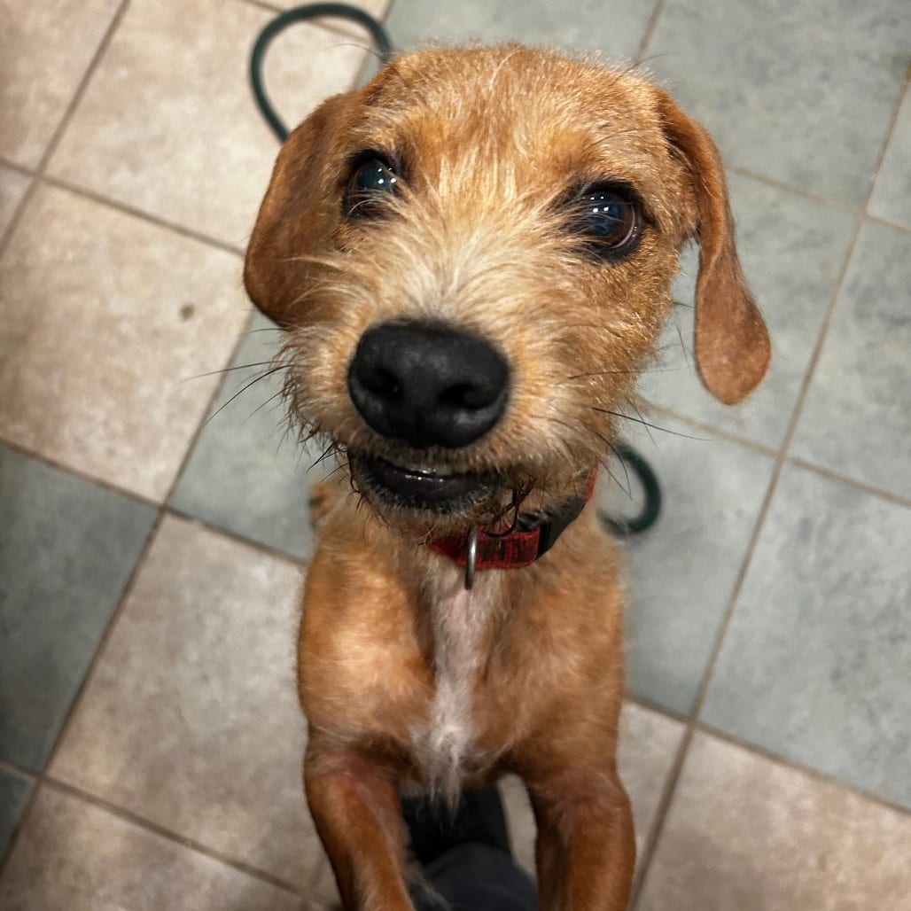 Photo of Frankenweenie, adoptable Mixed Breed (Medium) in Chattanooga, Tennessee