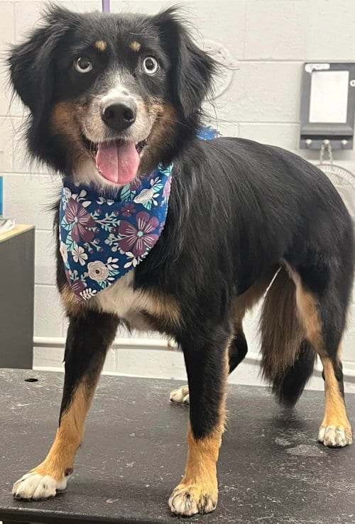 Photo of Sybbie aka Sybil, adoptable Australian Shepherd in Rustburg, Virginia