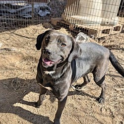 Photo of Edge, adoptable Labrador Retriever in East Hartford, Connecticut