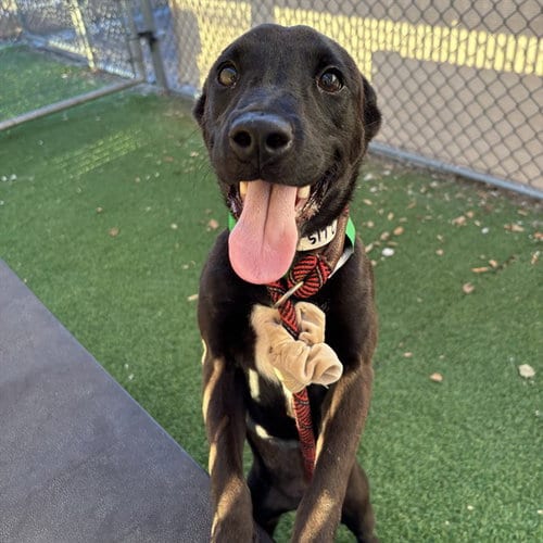 Photo of Aquamarine, adoptable Dutch Shepherd in Phoenix, Arizona