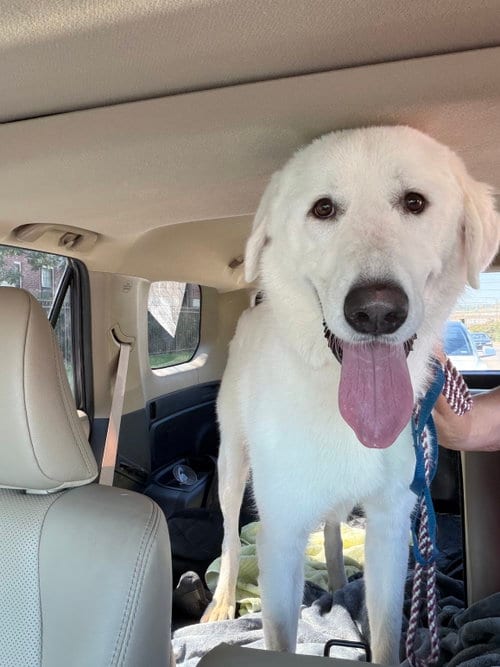 Photo of Bernie, adoptable Great Pyrenees in Dallas, Texas