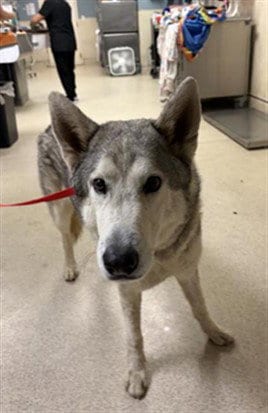 Photo of Balto, adoptable Siberian Husky in Riverside, California