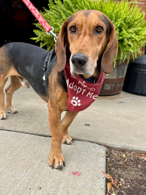 Photo of Oyster, adoptable Basset Hound in Charlotte, North Carolina