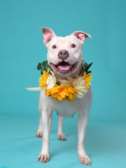 Photo of City Girl, adoptable dog in Atlanta, Georgia