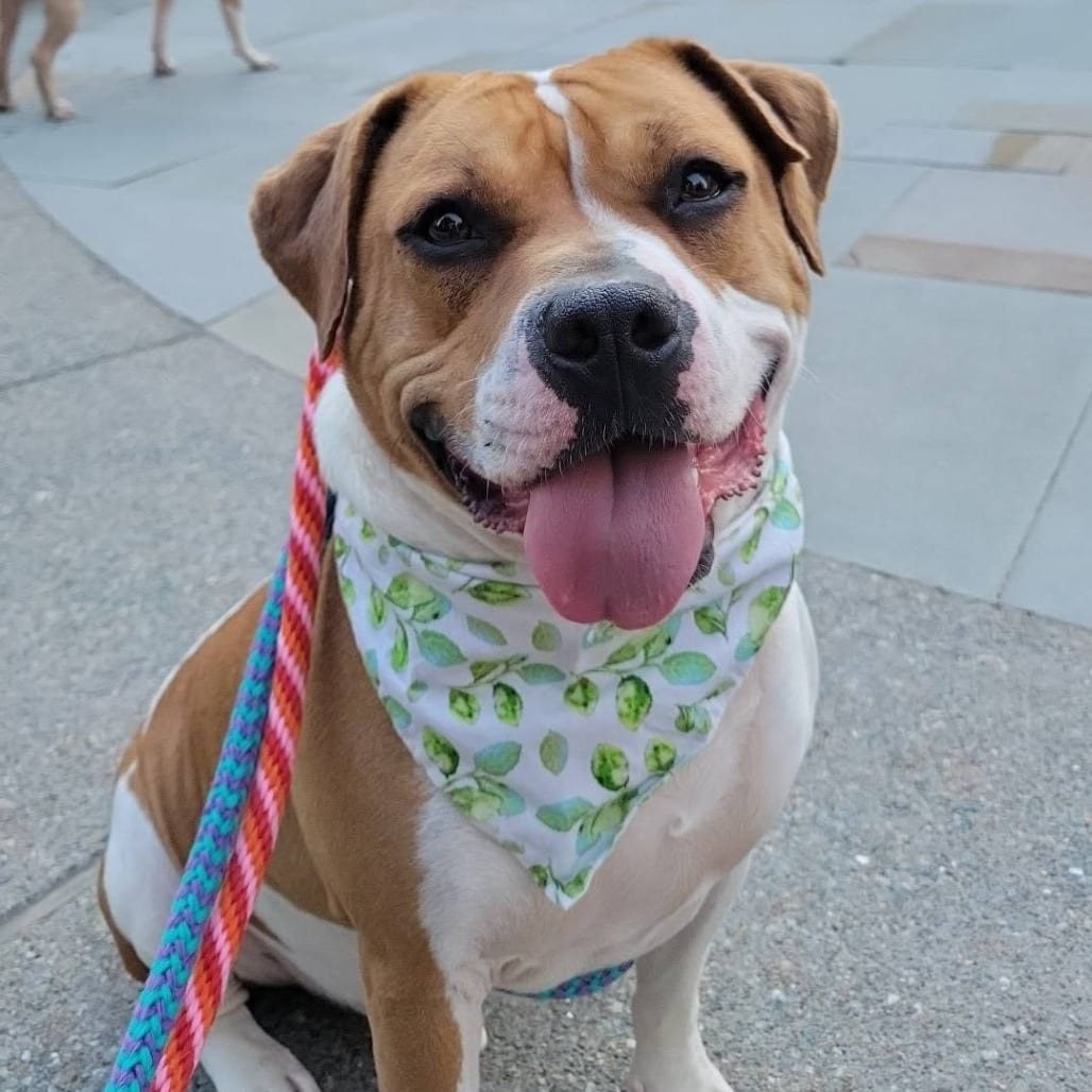Photo of Quade, adoptable Mixed Breed (Medium) in St. Louis, Missouri