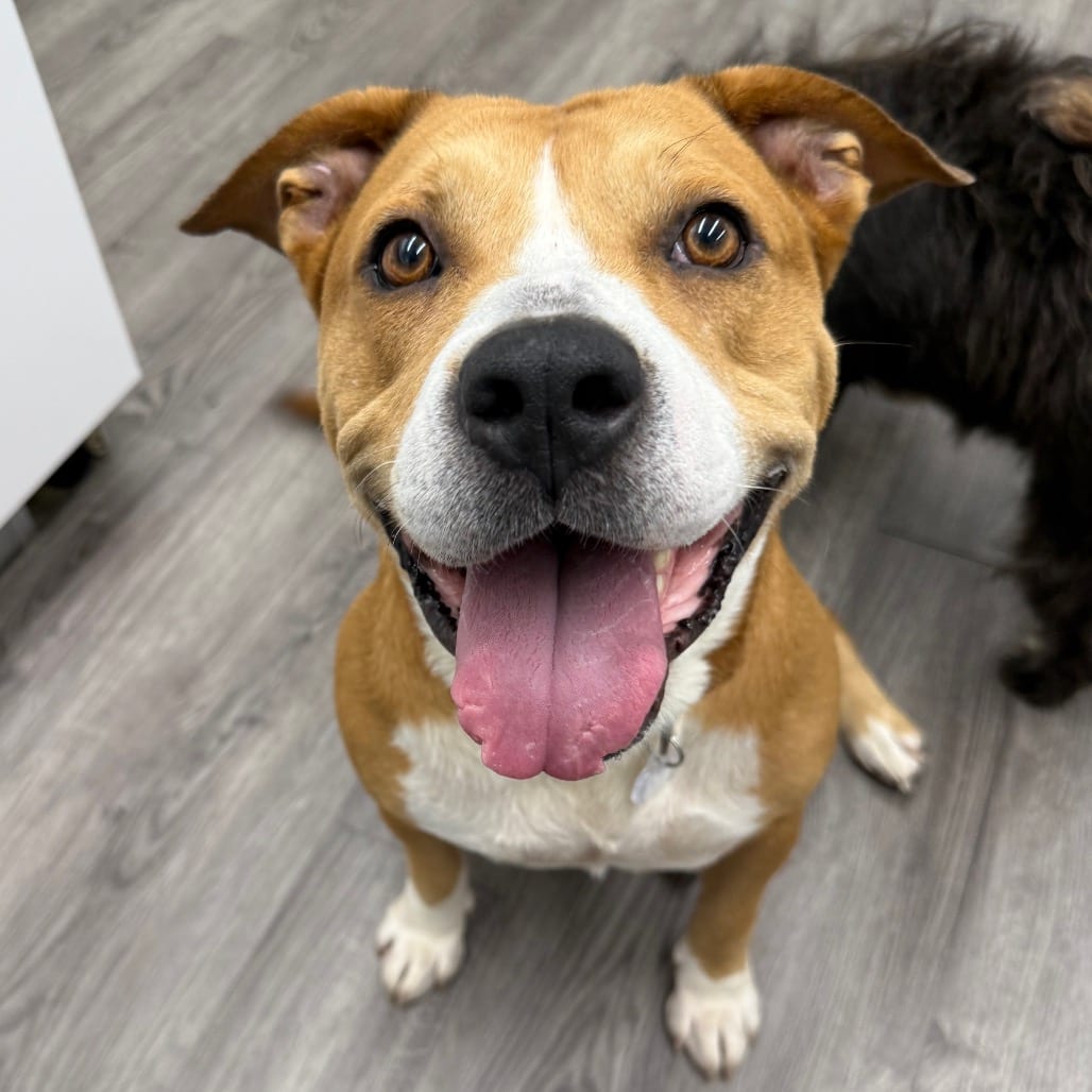 Photo of Yam, adoptable Retriever / Mix in Fairfax Station, Virginia