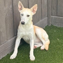 Photo of Juliana 3078, adoptable Mixed Breed (Medium) in Loxahatchee, Florida