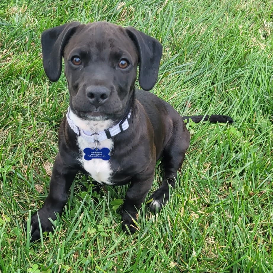 Photo of Kettle, adoptable Retriever, Black Labrador / Terrier in Potomac, Maryland