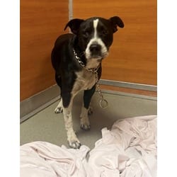 Photo of Trex, adoptable Terrier (Unknown Type, Medium) in Doral, Florida