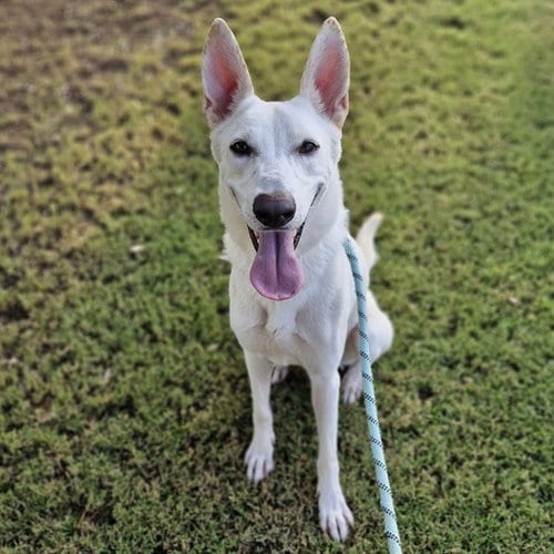 Photo of Pisuqui, adoptable Carolina Dog in Mesa, Arizona