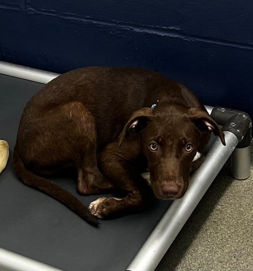 Photo of sterling 5months 9/16, adoptable Labrador Retriever in Sterling, Massachusetts