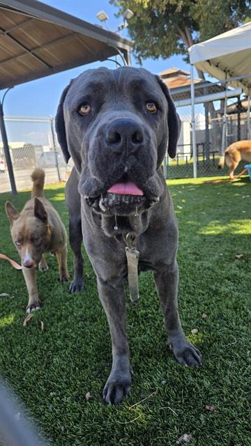Photo of Jay, adoptable Cane Corso Mastiff in Downey, California