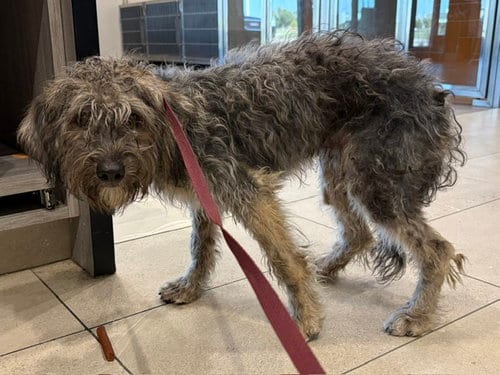 Photo of Fritos, adoptable Poodle (Miniature) in Garland, Texas
