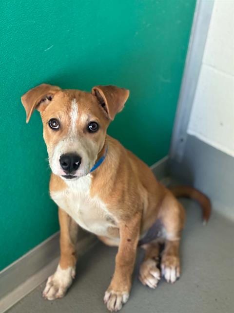 Photo of A256729, adoptable German Shepherd Dog in Visalia, California